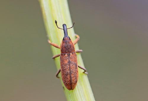 Lixus sp.